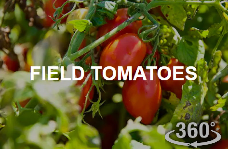 Field Tomato Farm
